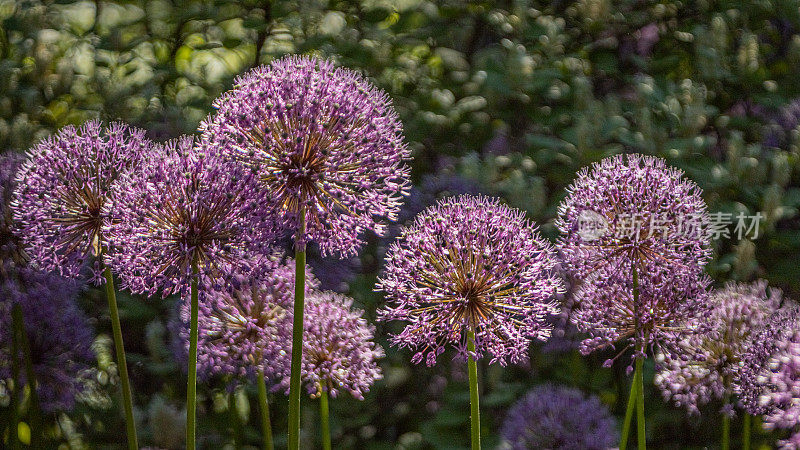 野生韭菜或阔叶野生韭菜，(Allium ampeloprasum)， Ail fax - poireau。